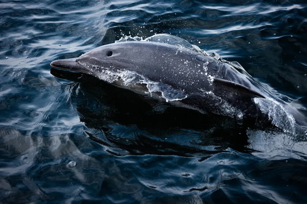 Dolphin_Loch_Broom_3