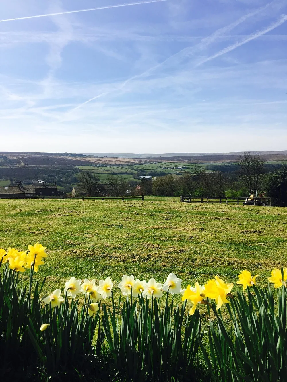 Higher-Scholes-Cottage-Daffodils-IMG_3986