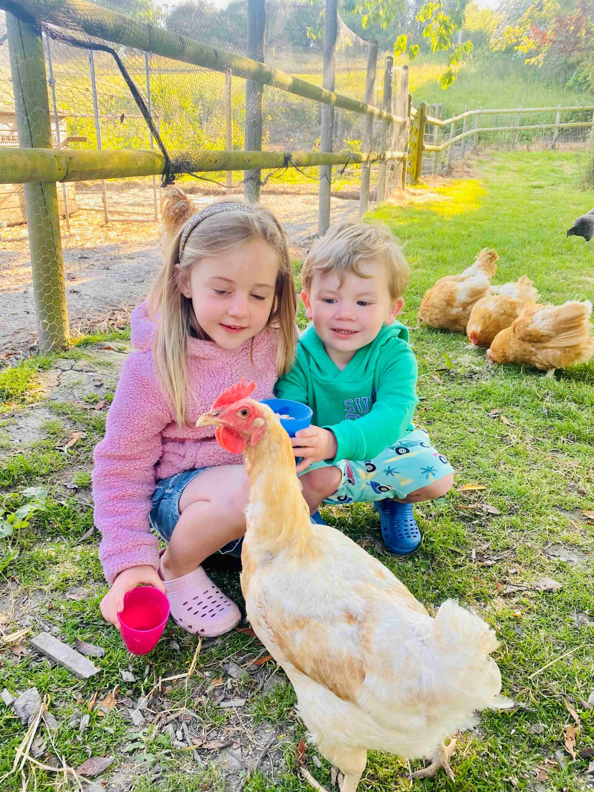 Chicken feeding May 23