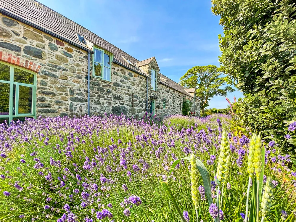 ysgubor-degwm-Lavender