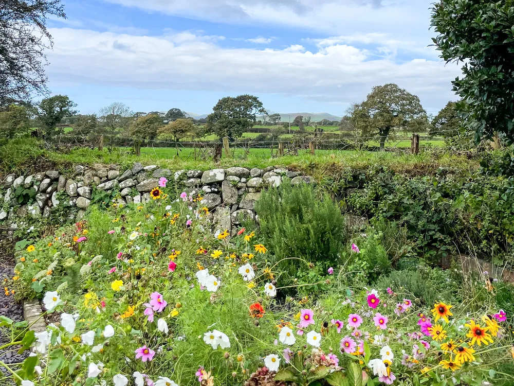 ysgubor-degwm-raised-beds